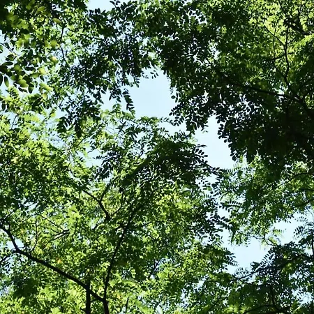 Apartment Schoene In